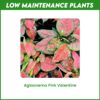 Low Maintenance Plants