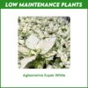 Low Maintenance Plants
