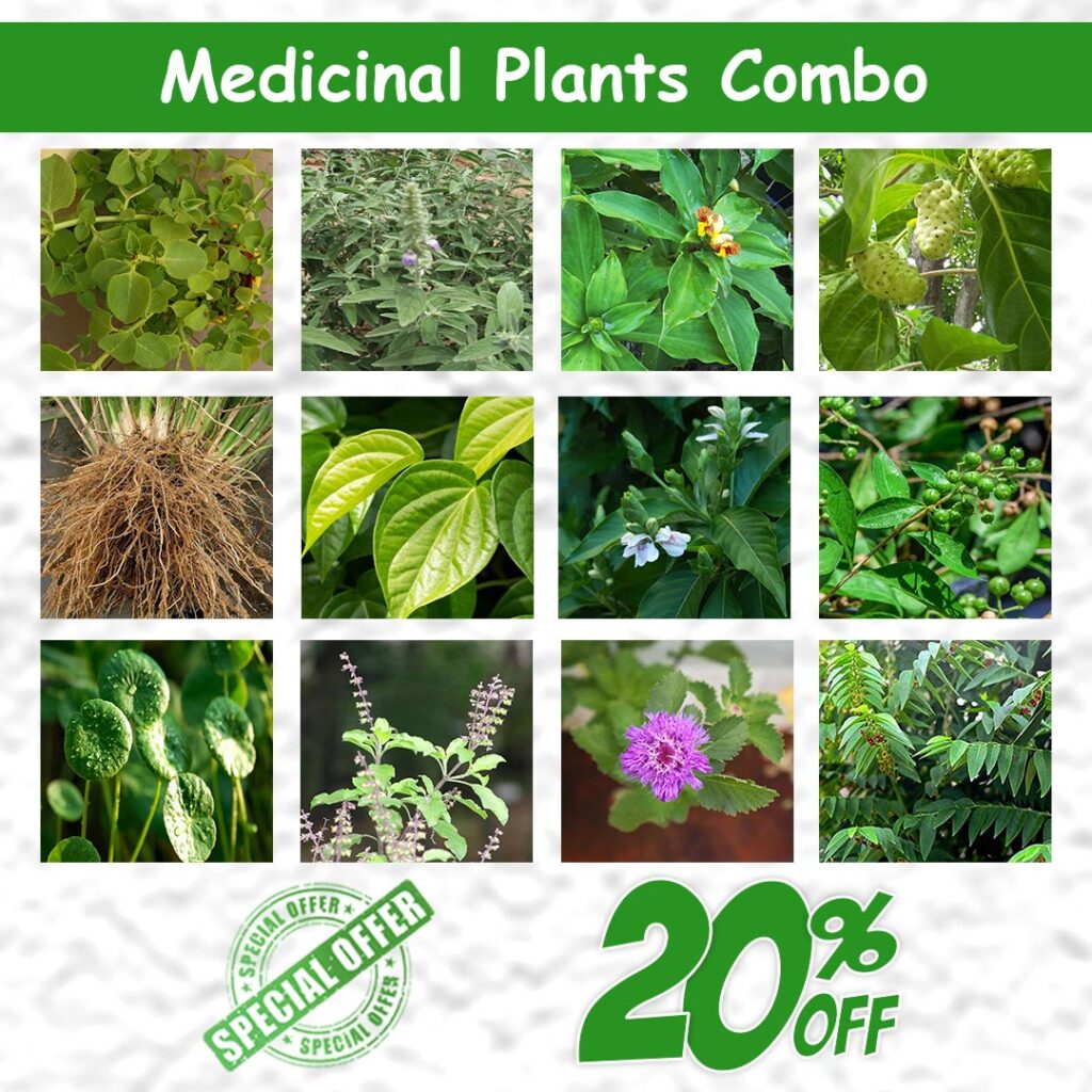 medicinal-plants-combo-santhi-online-plants-nursery