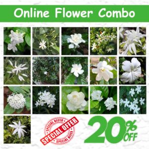 Online Flower Plant Combo