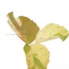 Copperleaf -Acalypha "Macafeana"