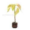 Copperleaf -Acalypha "Macafeana"