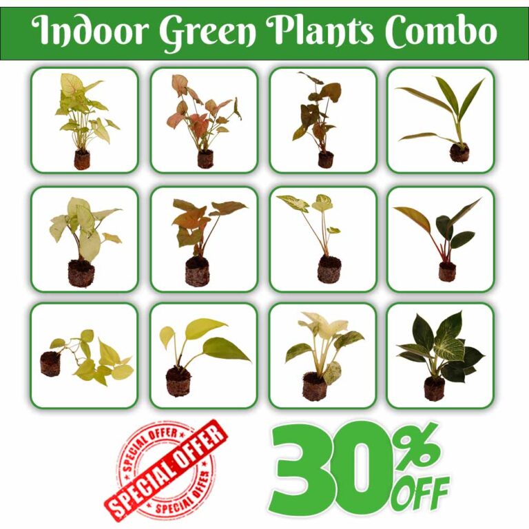 Indoor Green Plants Combo Santhi Online Plants Nursery