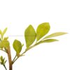 Orange Jessamine-Fragrance Flower Plant