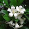 Orange Jessamine-Fragrance Flower Plant