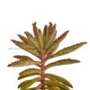 Kalanchoe Delagoensis