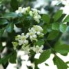 Orange Jessamine-Fragrance Flower Plant