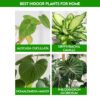 Best Indoor Plants For Home