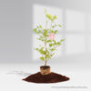 Clitoria Ternatea Plant- Baby Purple