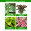 Best Indoor Plants For Home