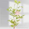 Clitoria Ternatea Plant- Baby Purple
