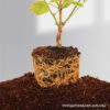 Clitoria Ternatea Plant- Baby Purple