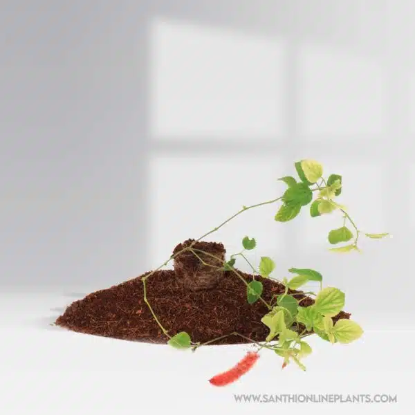 Acalypha Reptans