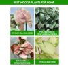 Best Indoor Plants For Home