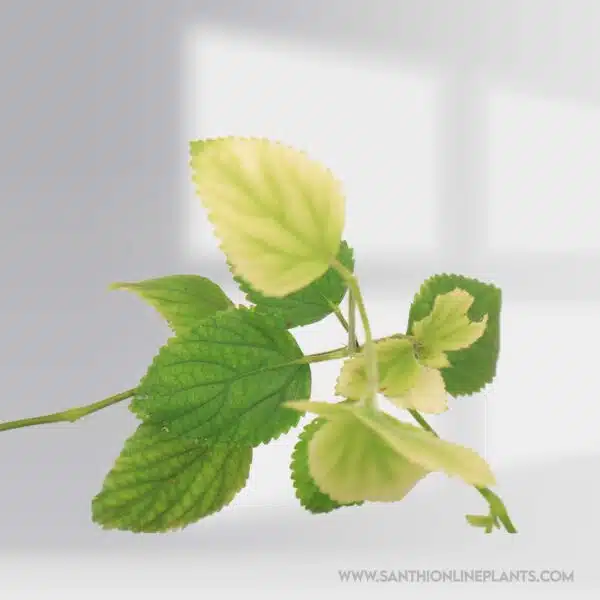 Acalypha Reptans