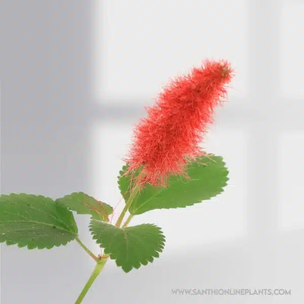 Acalypha Reptans