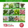 Best Indoor Plants For Home