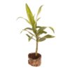 Dracaena reflexa