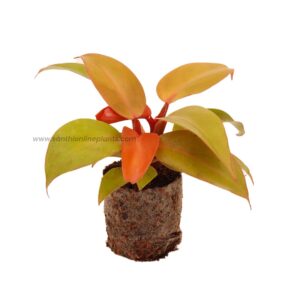 Philodendron'Prince Of Orange'