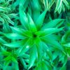 Dracaena Reflexa