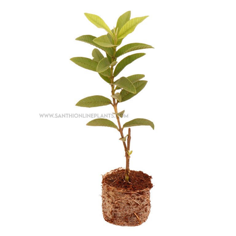 Products - Santhi Online Plants Nursery