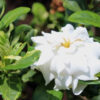 Parijatham Variegated-Gardenia