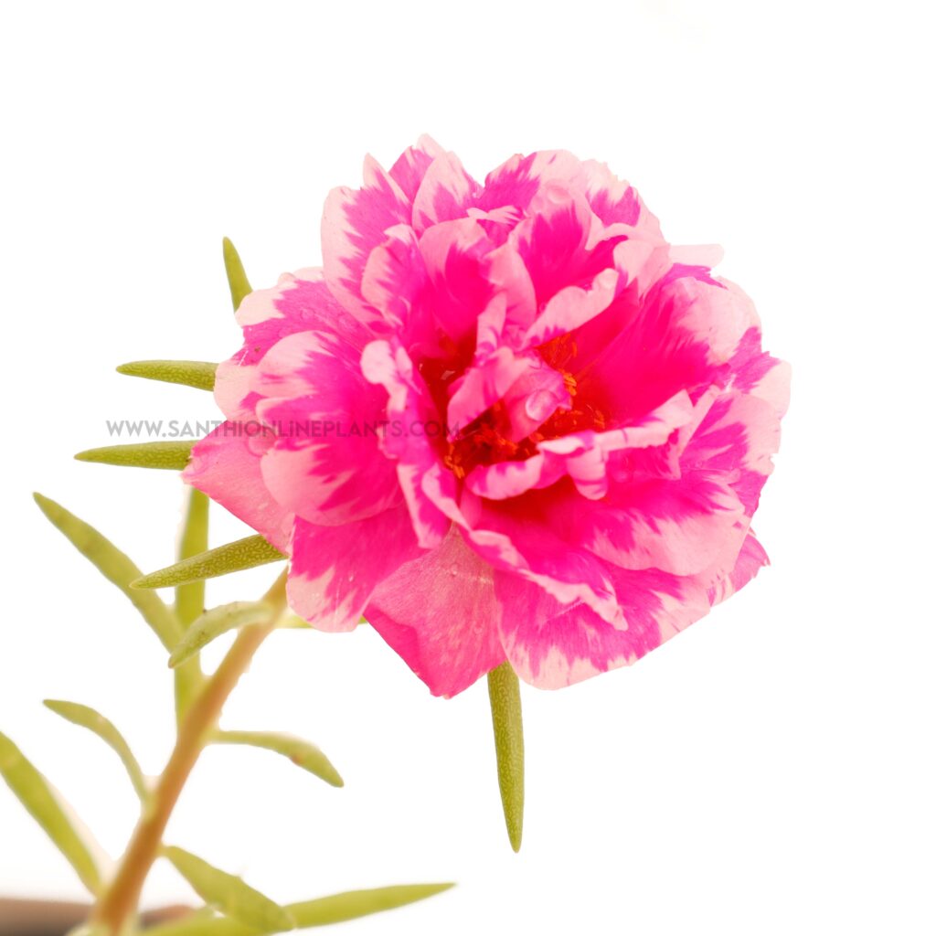 Portulaca 9'O Clock Double Pink - Santhi Online Plants Nursery