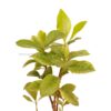 Parijatham Variegated-Gardenia