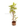 Parijatham Variegated-Gardenia