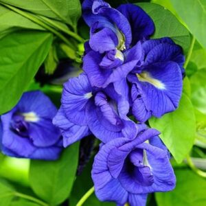 Clitoria Ternatea-Blue Multi Petaled