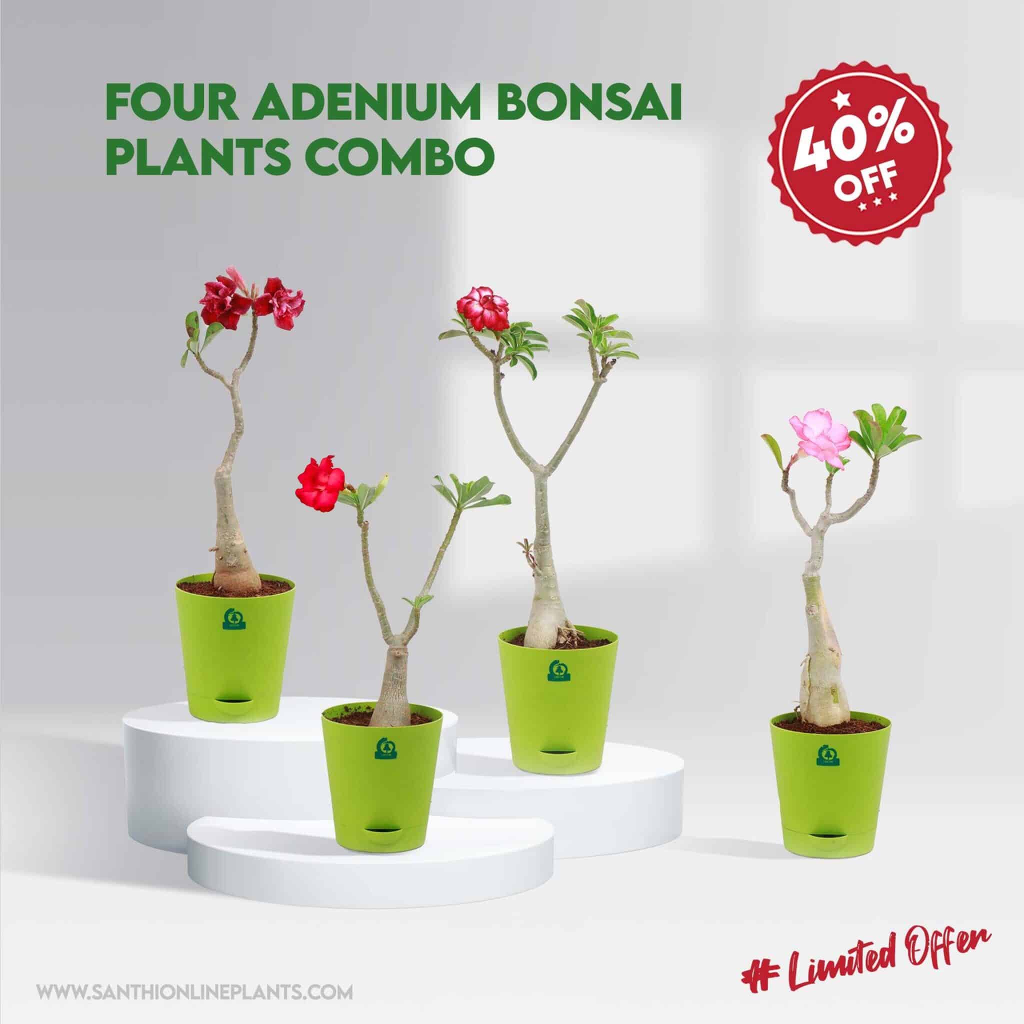 Adenium 'Black Red' - Santhi Online Plants Nursery