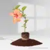 Hibiscus Orange Two In One