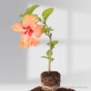 Hibiscus Orange Two In One