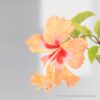 Hibiscus Orange Two In One