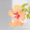 Hibiscus Orange Two In One
