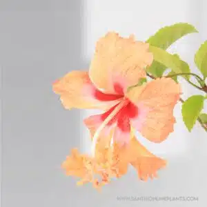 Hibiscus Orange Two In One
