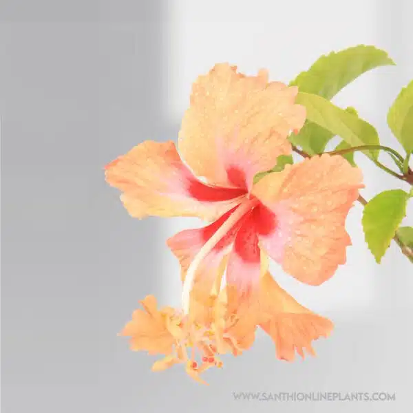 Hibiscus Orange Two In One