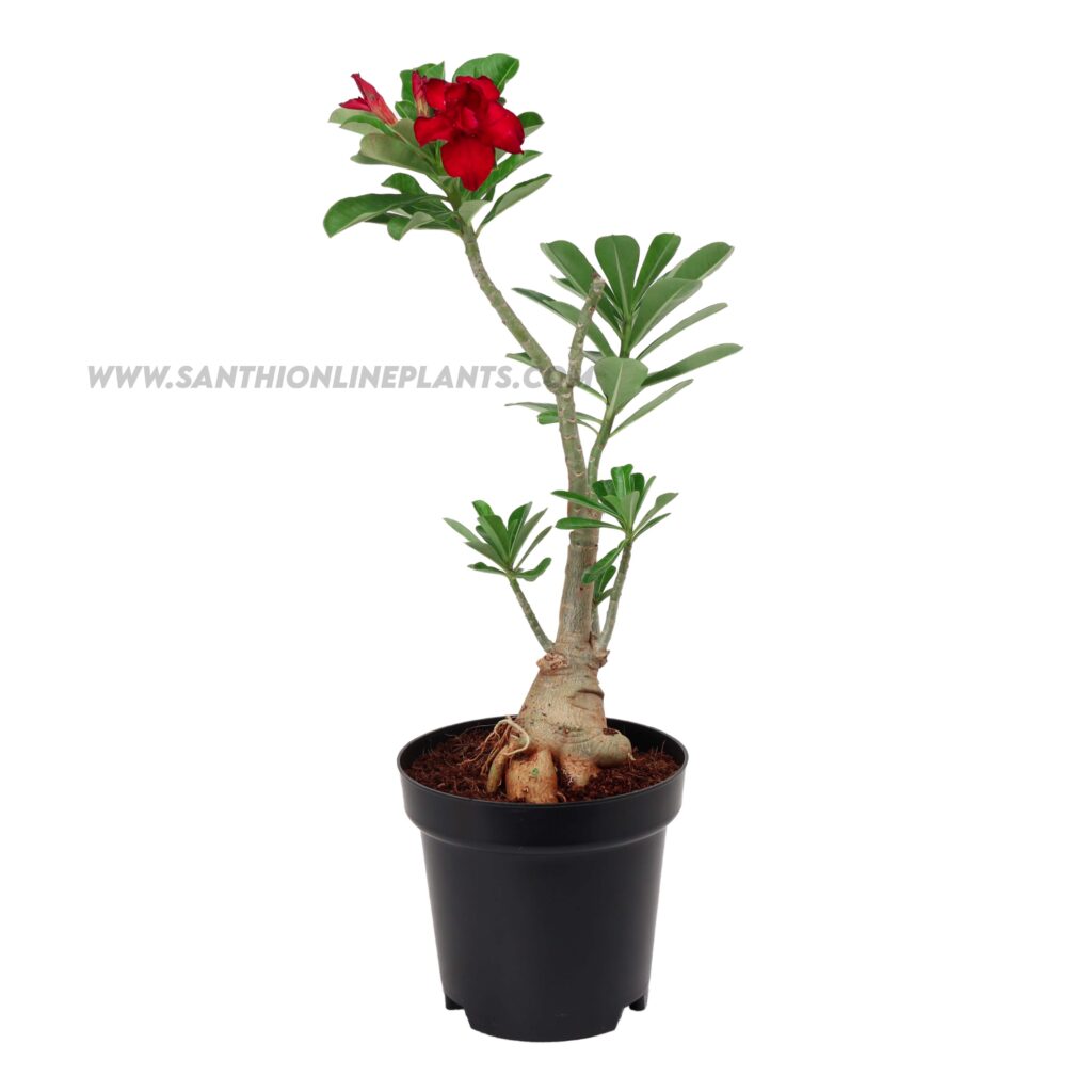 Adenium Desert Rose Pot Plant (Any Color) - Santhi Online Plants Nursery