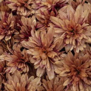 Chrysanthemum-Sevanthi Chocolate