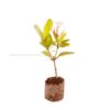 Ixora Light Pink