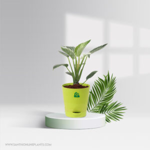 Philodendron Birkin Green Pot Plant