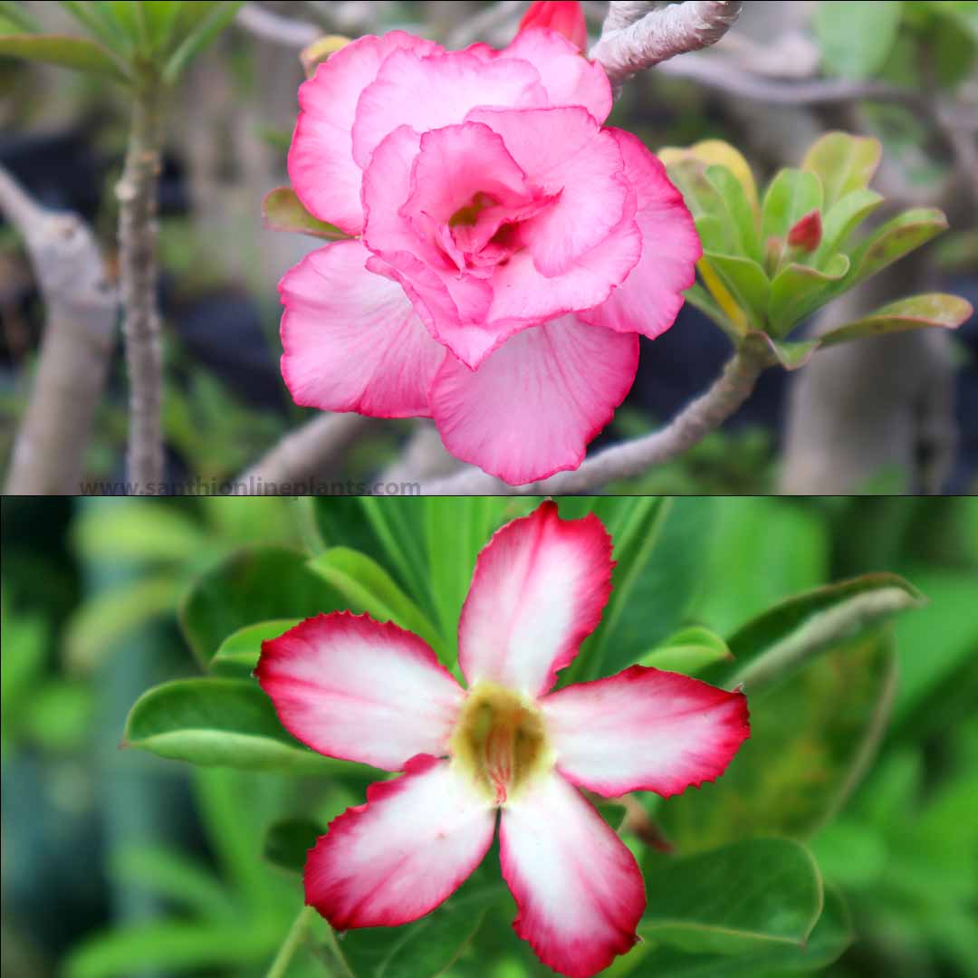 Adenium Adenium - Flowering Desert Roses - Set of 2