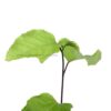 Passion Fruit Plant