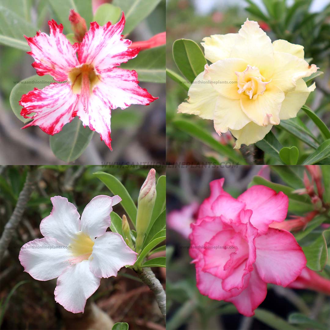 Adenium Adenium - Flowering Desert Roses - Set of 2