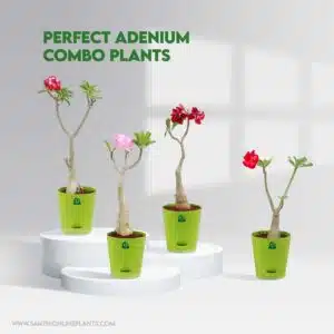 Perfect adenium combo plants