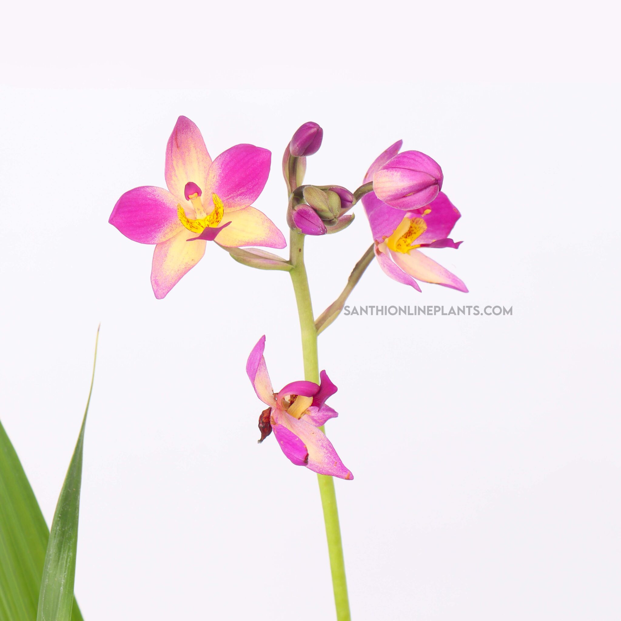 Ground Orchids - Santhi Online Plants Nursery