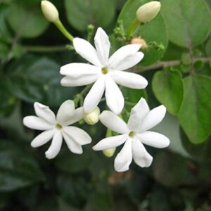 Jasminum auriculatum