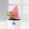 Aglaonema Red Valentine Pot Plant
