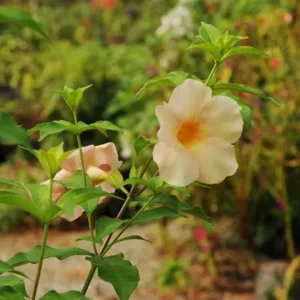 Allamanda Blanchetii-Cream Color