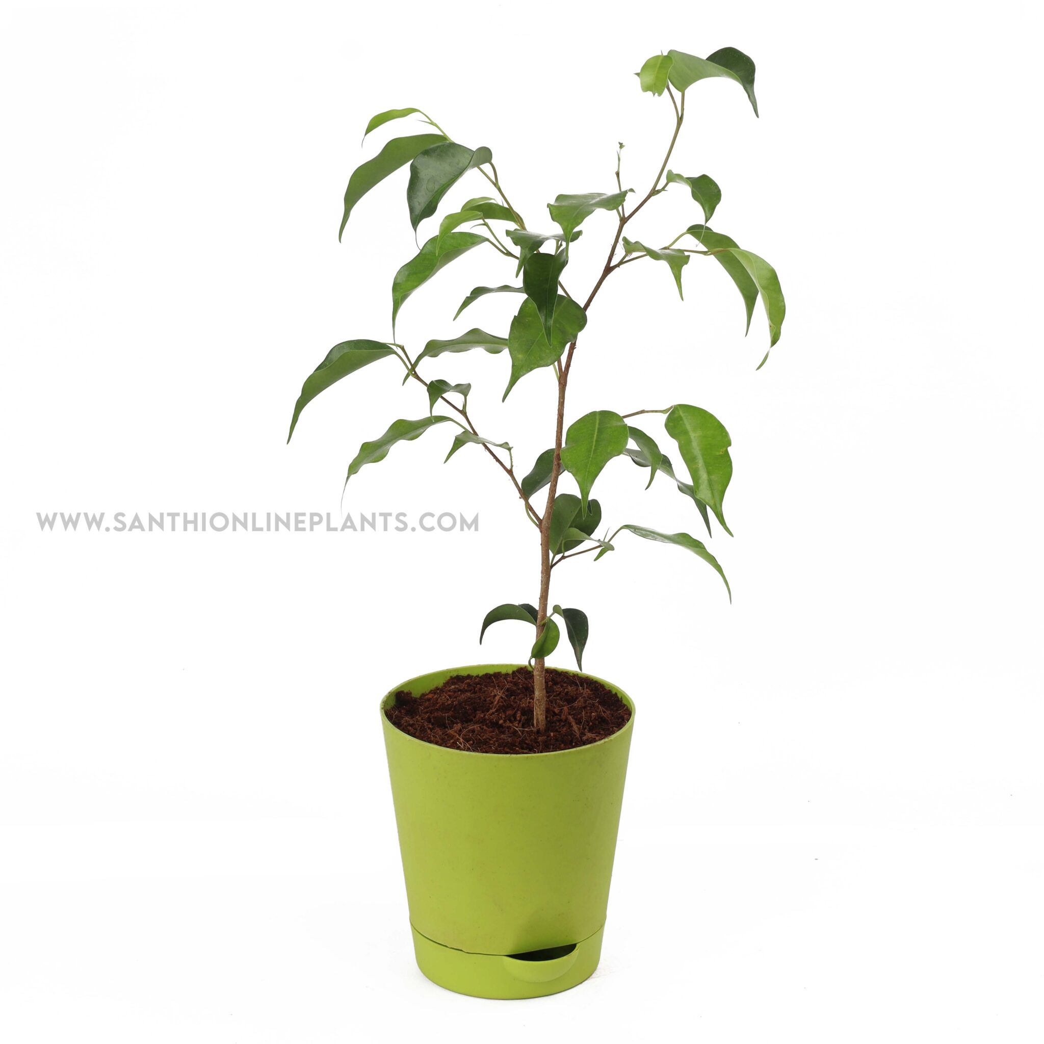 ficus-benjamina-weeping-fig-pot-plant-santhi-online-plants-nursery